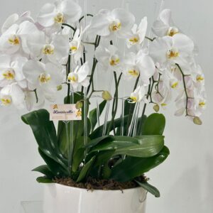 Orquídeas blancas Phalaenopsis Vaso de lujo Decoración de interiores Regalo elegante Arreglo floral Flores blancas Vaso blanco