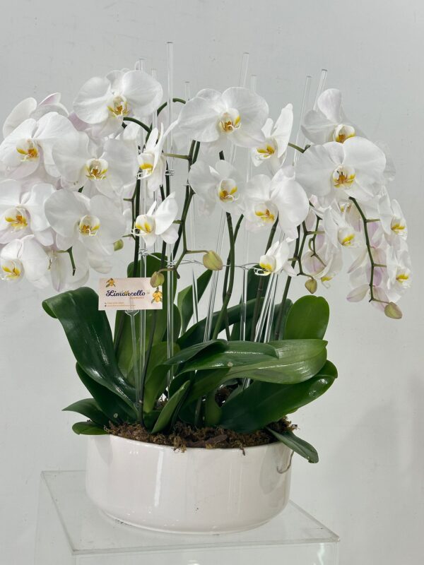 Orquídeas blancas Phalaenopsis Vaso de lujo Decoración de interiores Regalo elegante Arreglo floral Flores blancas Vaso blanco