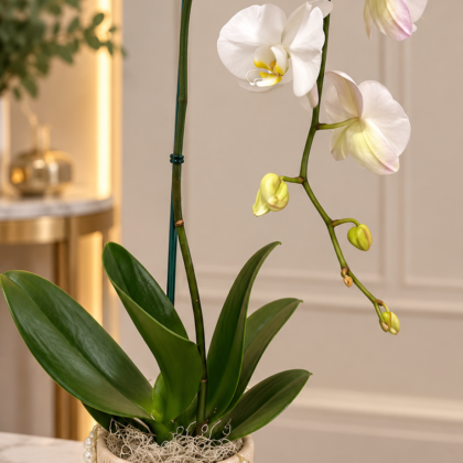 Pearl Elegance – White Orchid Plant